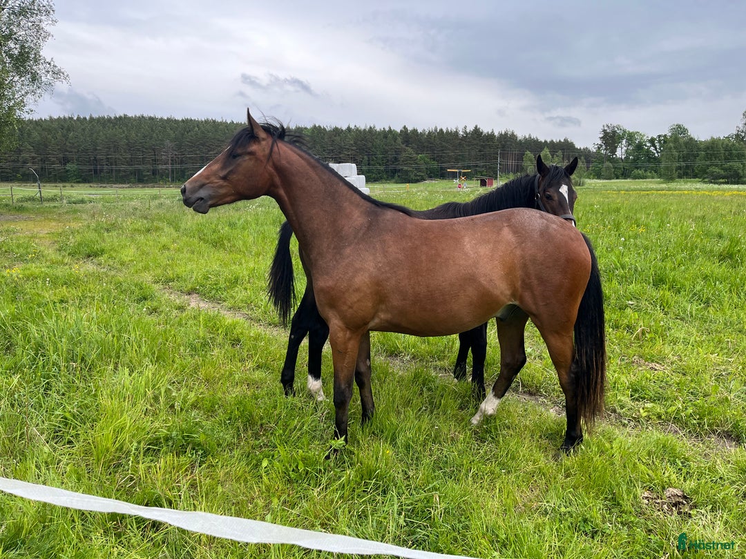 Allround hästar till salu: Fin svensk Ridponny i Sorunda - Annons 2