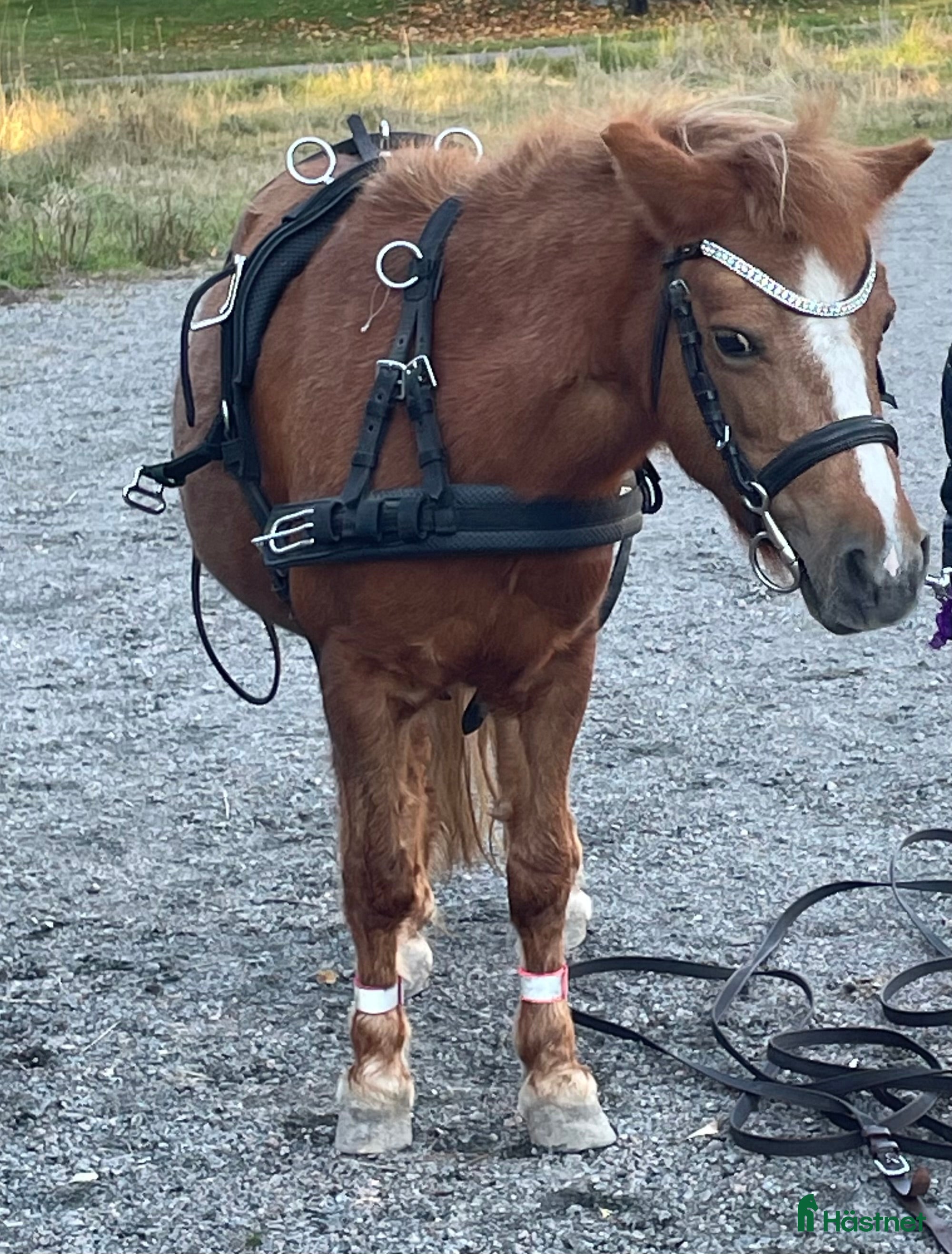 Körselar körning till salu: Bröstsele med draglinor & nytt huvudlag i Söderhamn - Annons 5