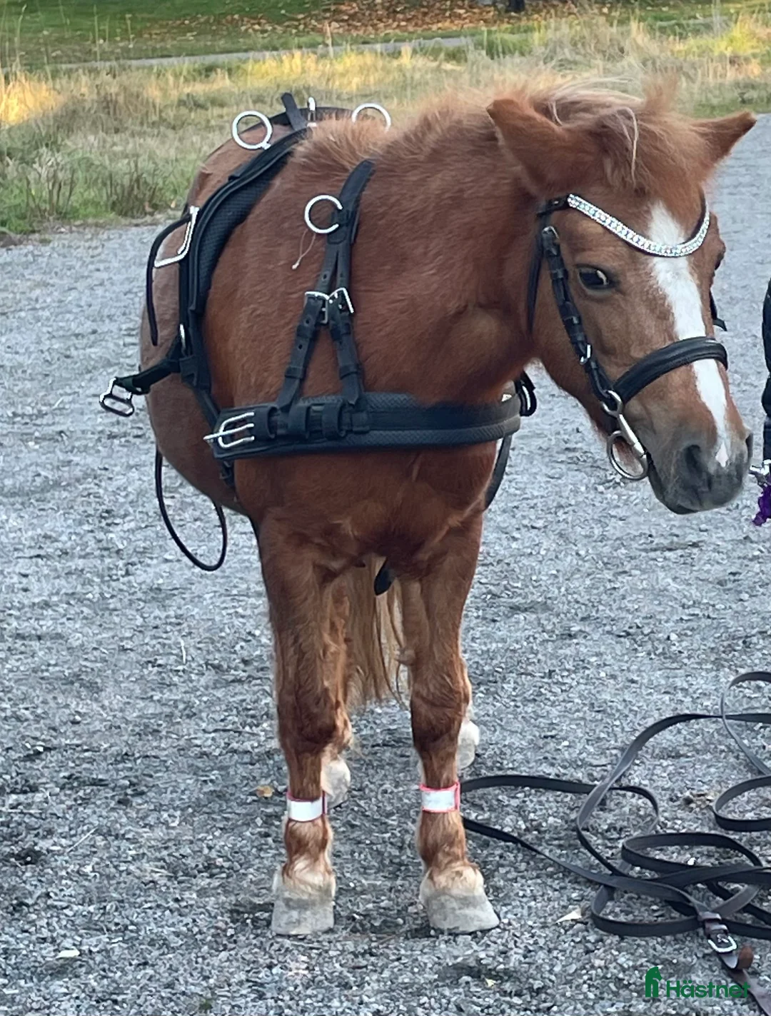 Körselar körning till salu: Bröstsele med draglinor & nytt huvudlag i Söderhamn - Annons 1