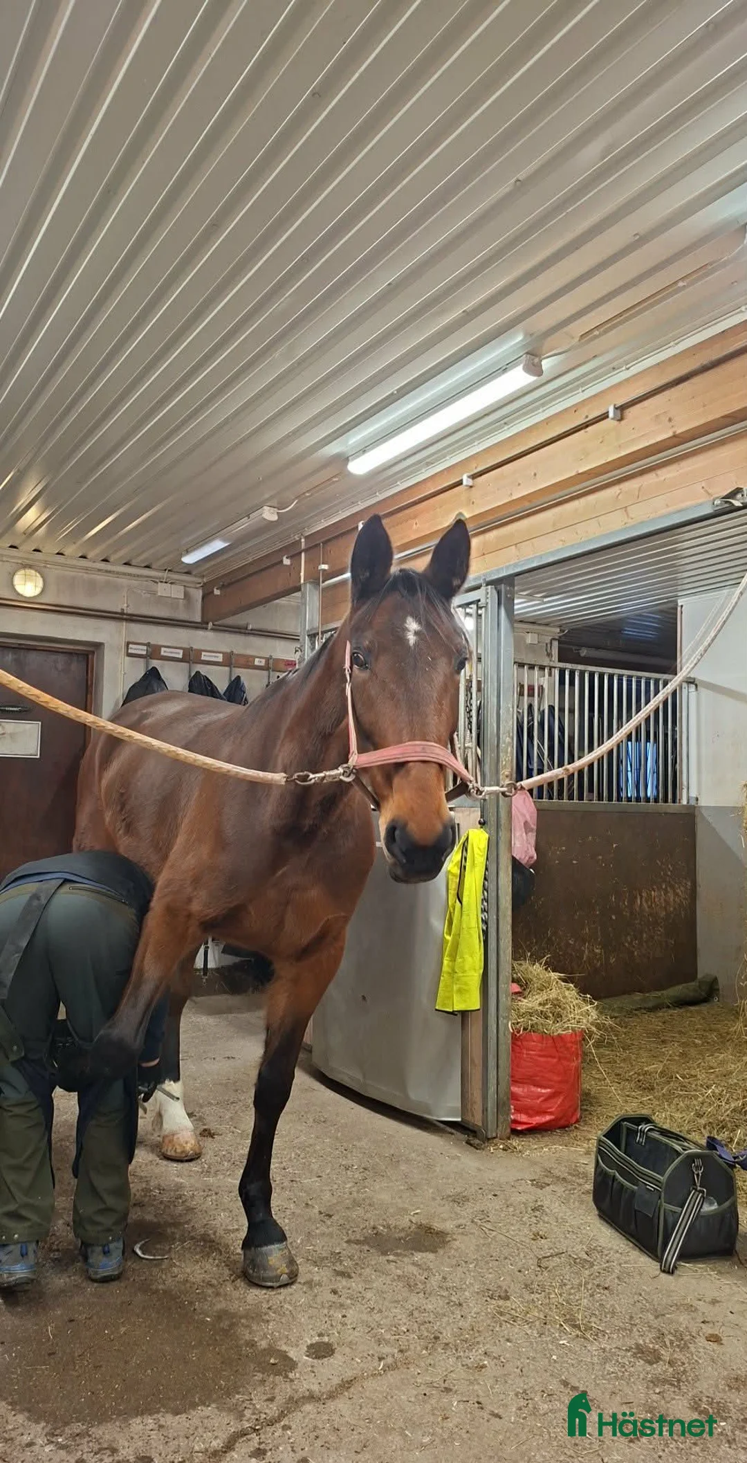 Allround hästar till salu: Trevligt sto till ridning - Annons 4