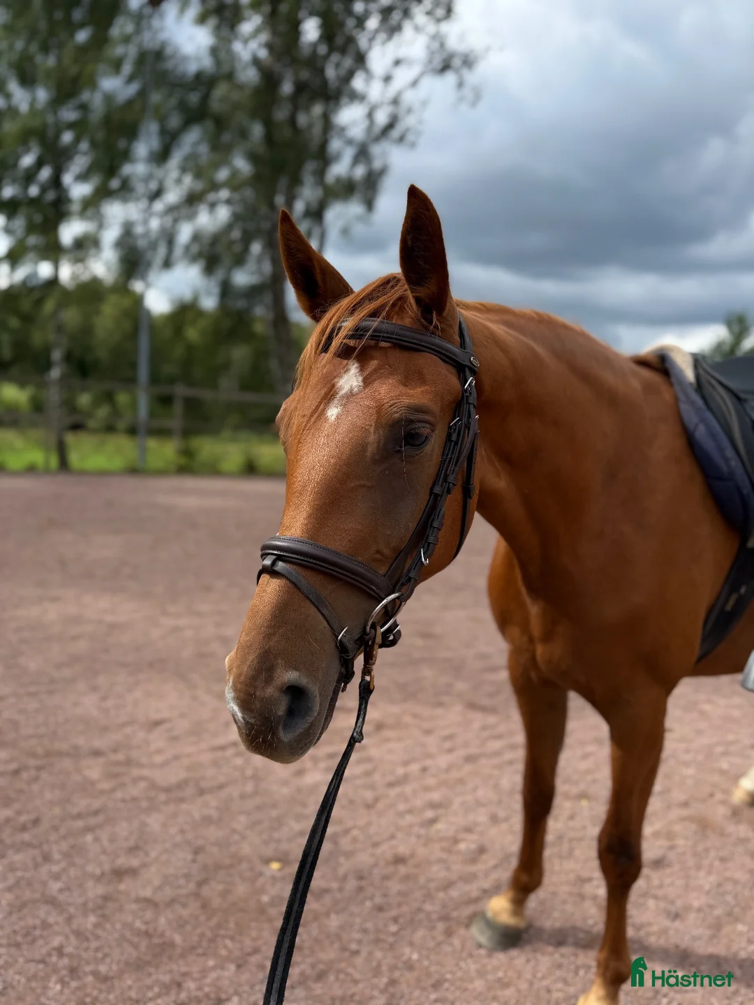 Allround hästar till salu: 🌟4årigt sto söker nytt hem🌟 - Annons 1