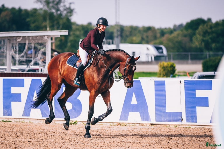 Galleribild {{count}}