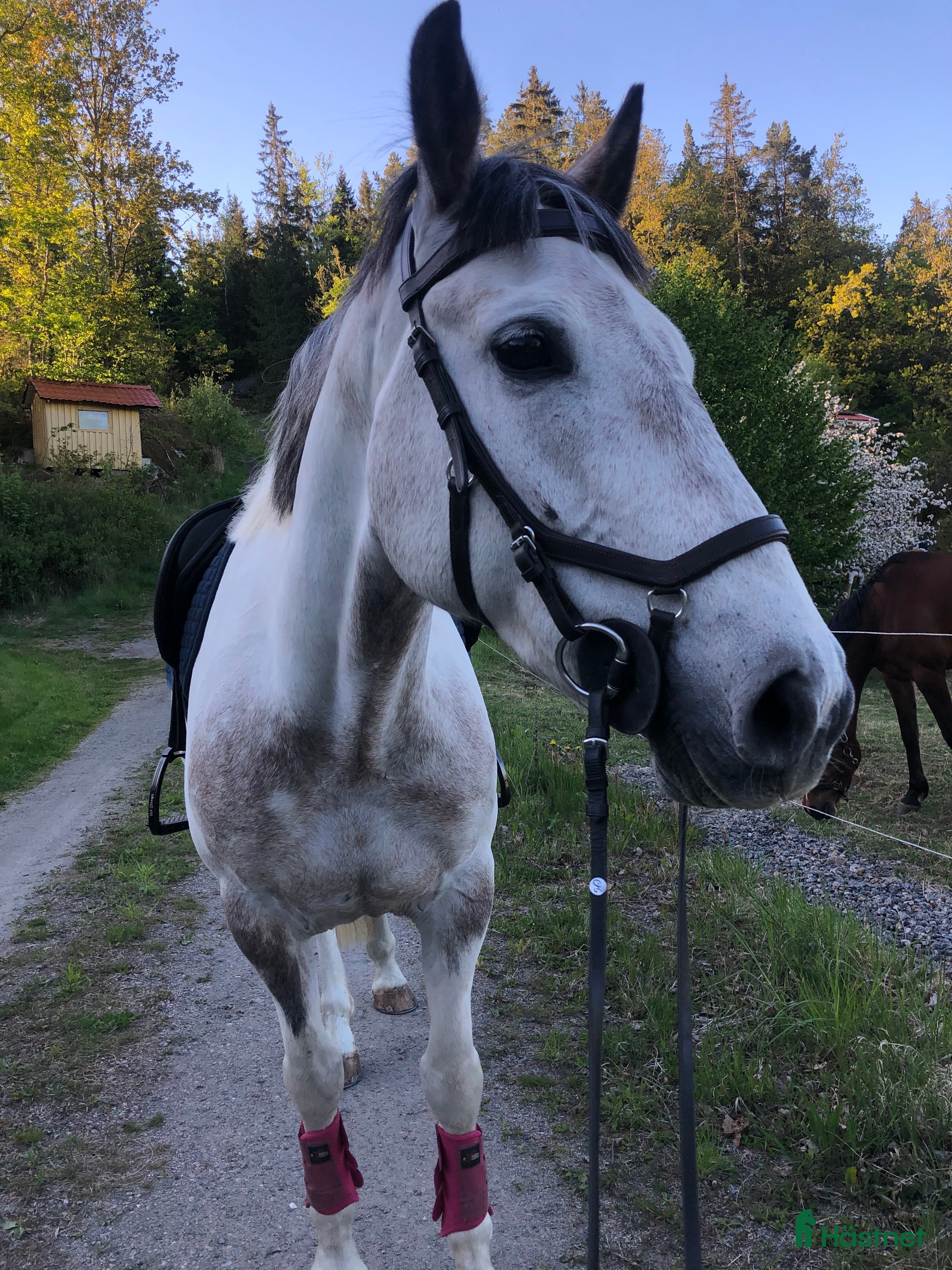  hästar Maxad D-ponny - Annons 5