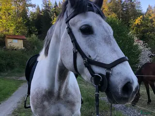 hästar Maxad D-ponny - Annons 5