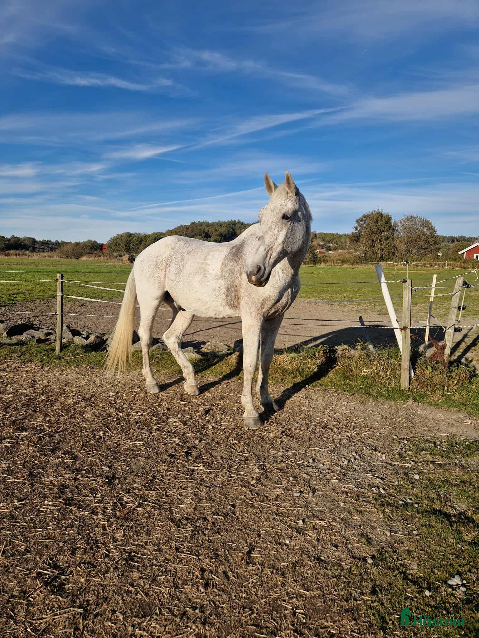  foderhäst Trevligt äldre halvblod på foder i Mölndal - Annons 2