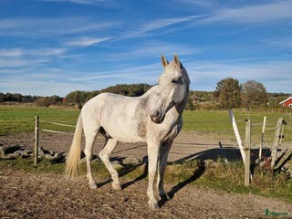 foderhäst Trevligt äldre halvblod på foder i Mölndal - Annons 2