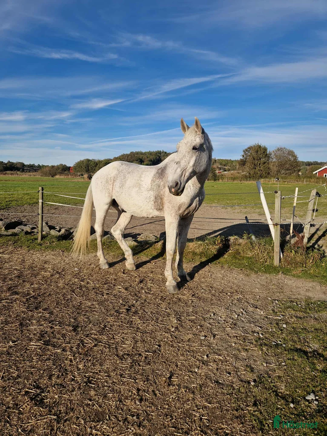  foderhäst finnes: Trevligt äldre halvblod på foder i Mölndal - Annons 1