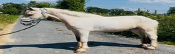 Allround hästar till salu: Ride & Drive gelding  - Annons 4