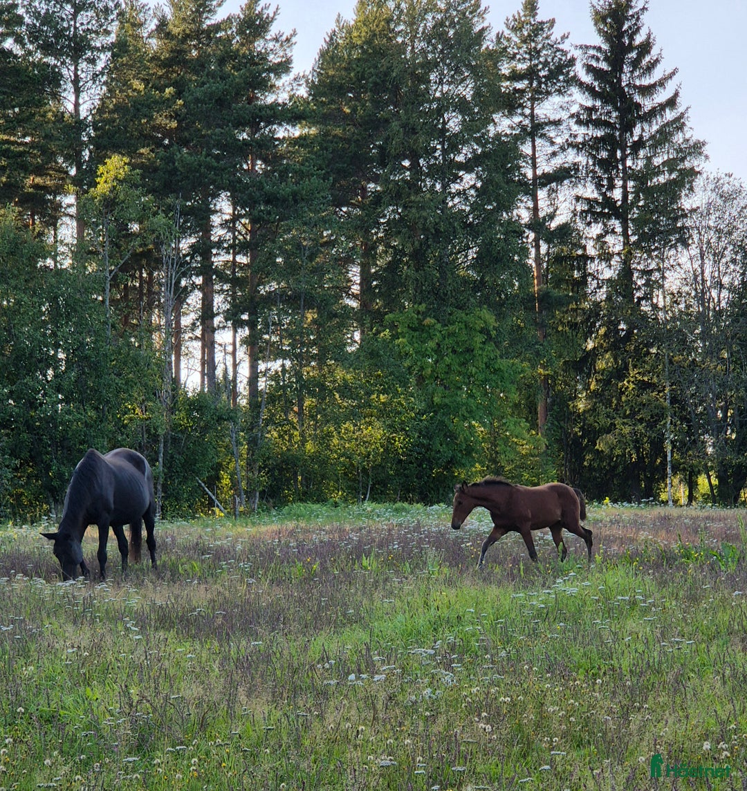Trav hästar till salu: Årsföl  i Vikarbyn - Annons 10
