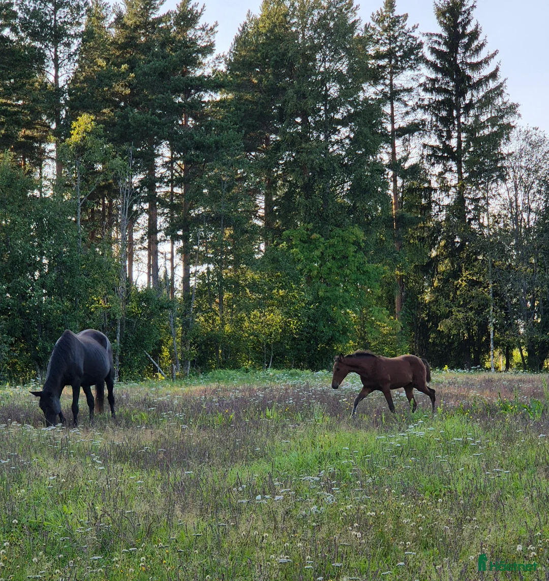Trav hästar till salu: Årsföl  - Annons 10