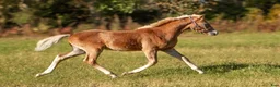 Allround hästar till salu: Welsh partbred föl  - Annons 3