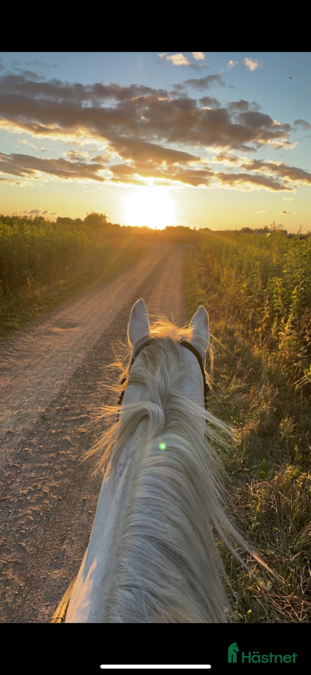 Allround hästar till salu: Finaste stoet säker fodervärd/köp i Staffanstorp - Annons 2