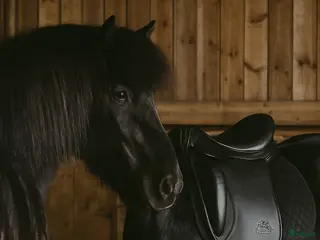 Sadlar hästutrustning till salu: Superfin & sparsamt använd Töltrider Vals 17” - Annons 2