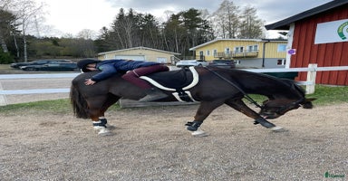  hästar i Sundsvall - Annons 3