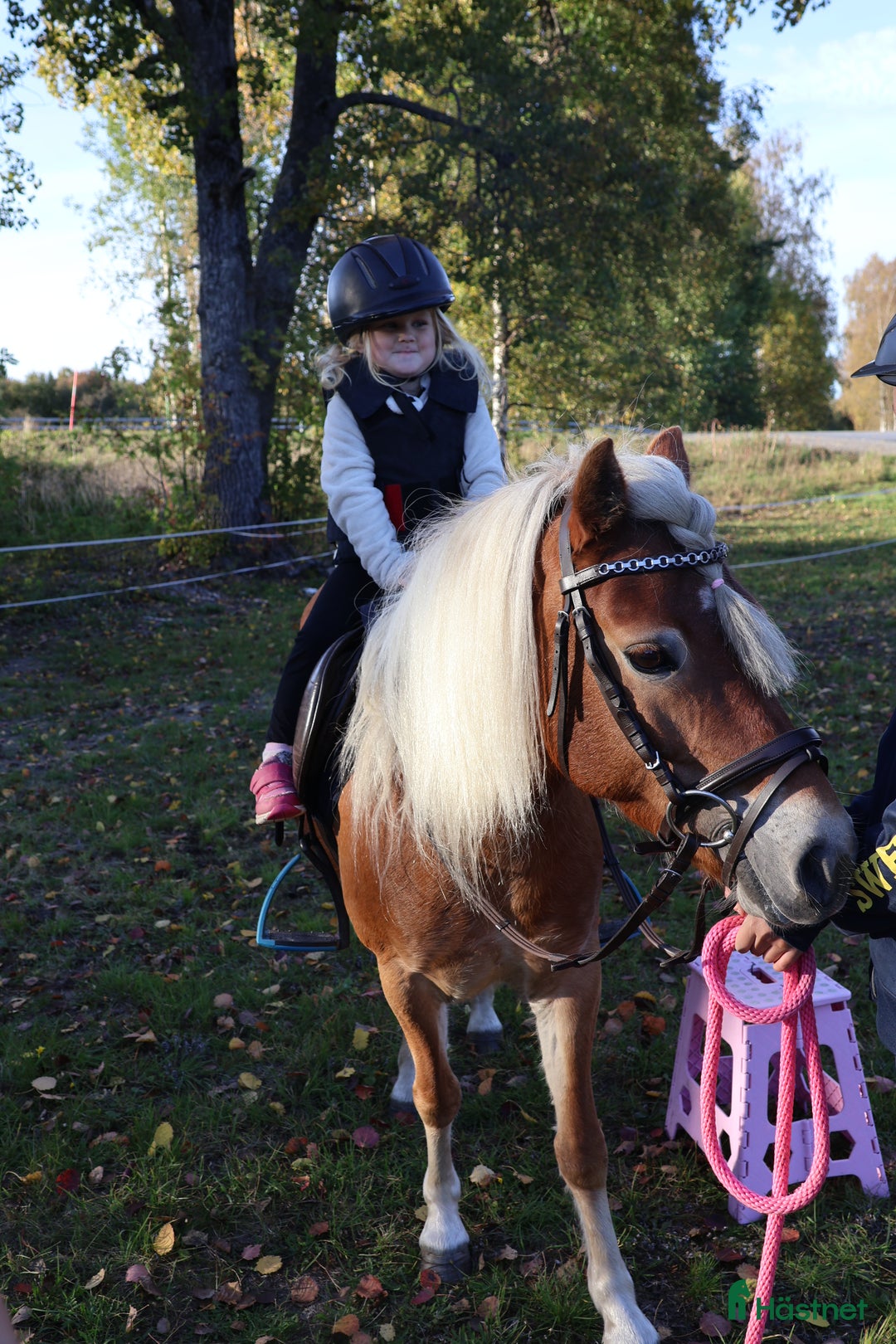 Allround hästar till salu: Sockersöt ponny till salu. i Nordmaling - Bild 4