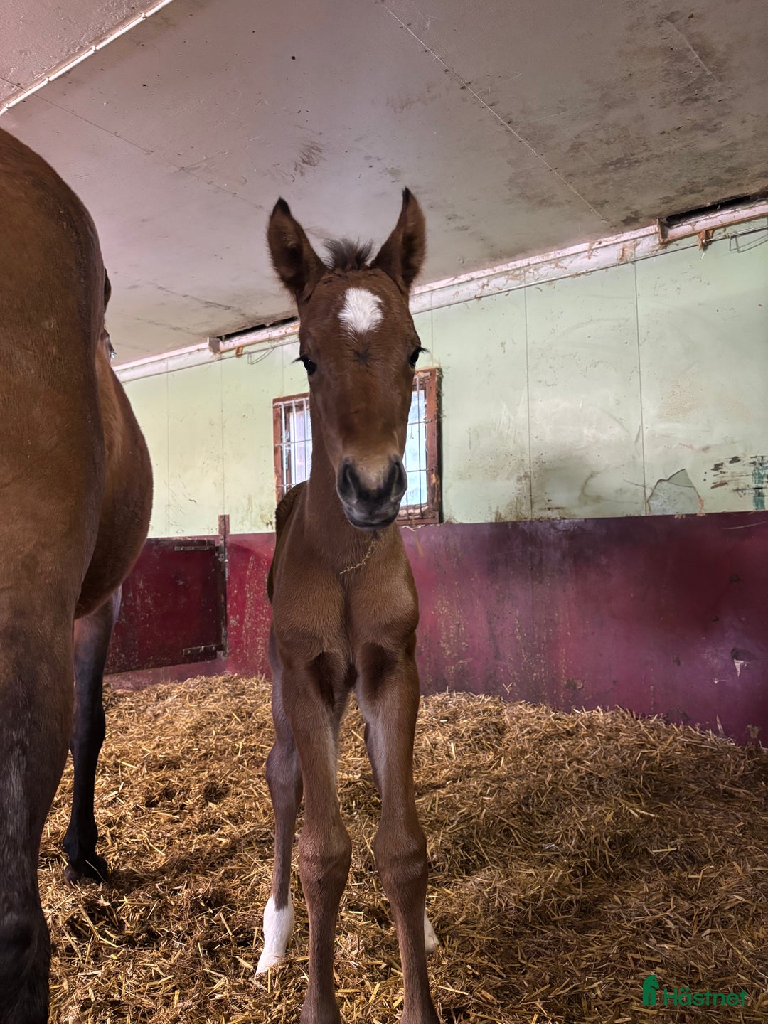 Hoppning hästar till salu: Framtida topp sto e. Pegase van’t Ruytershof! i Ullared - Annons 4