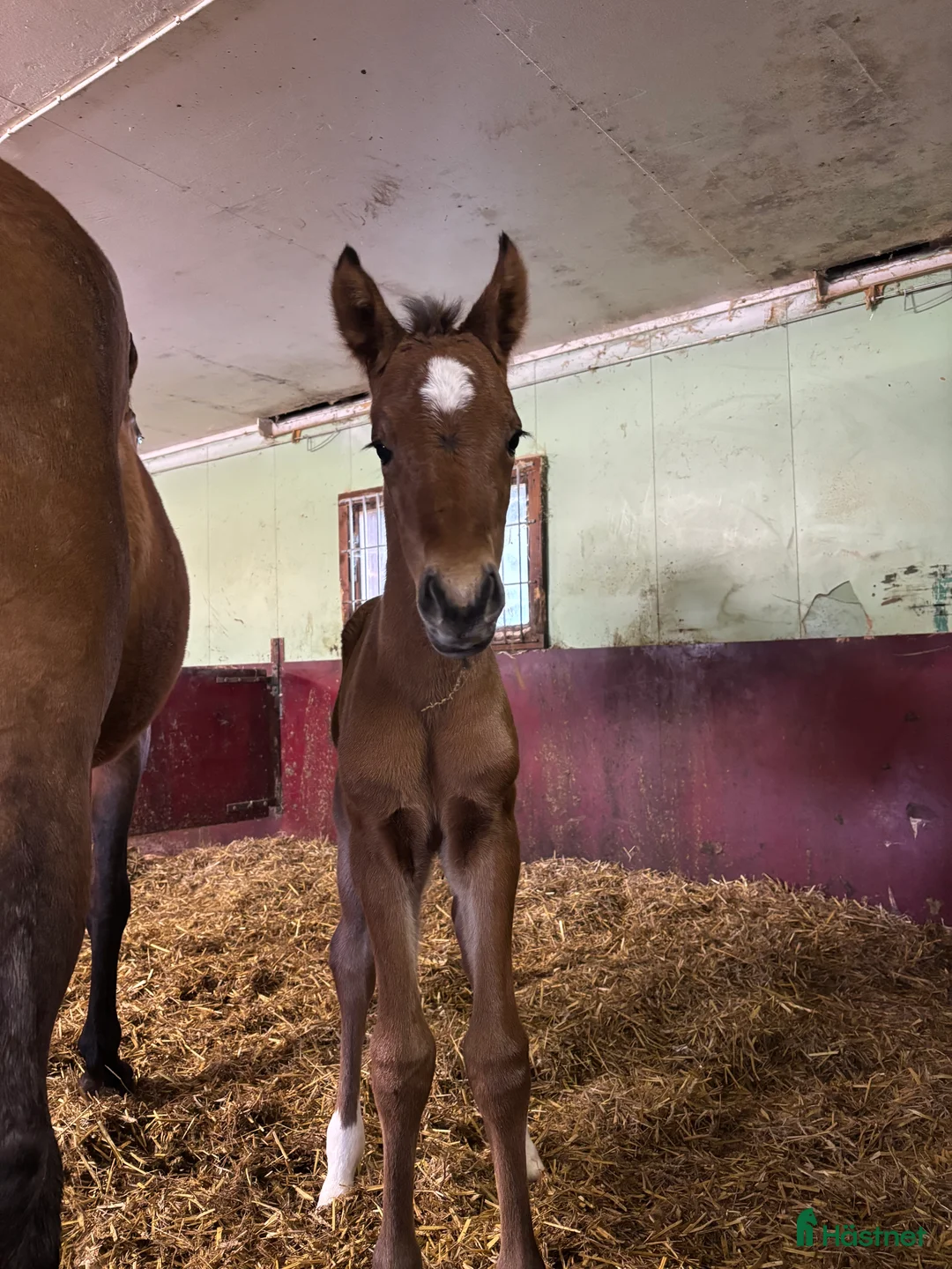 Hoppning hästar till salu: Framtida topp sto e. Pegase van’t Ruytershof! i Ullared - Annons 4