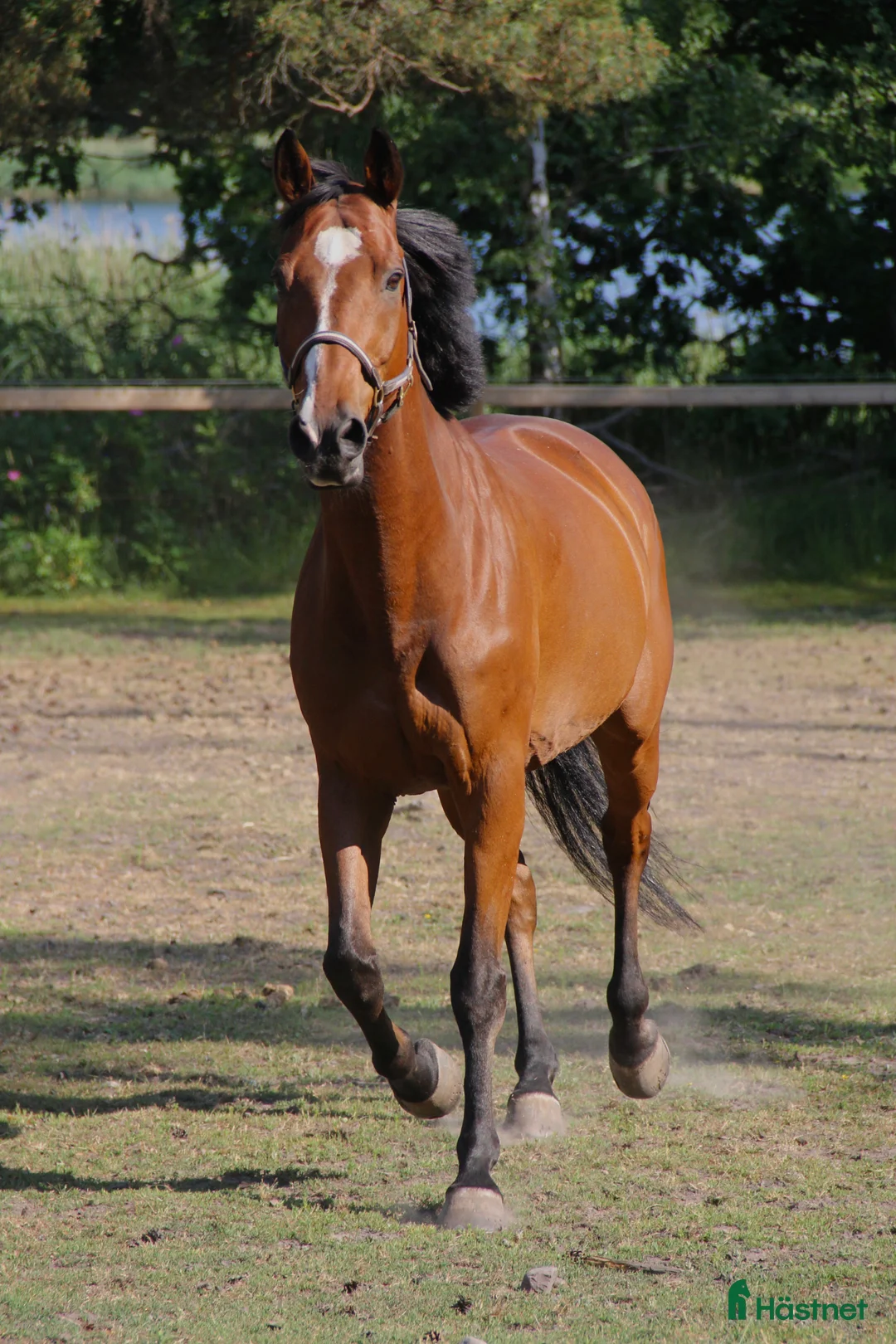 Allround hästar till salu: Okomplicerad valack - Annons 1