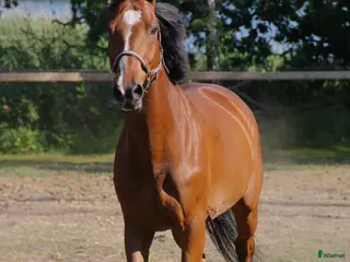 hästar Okomplicerad valack - Annons 6