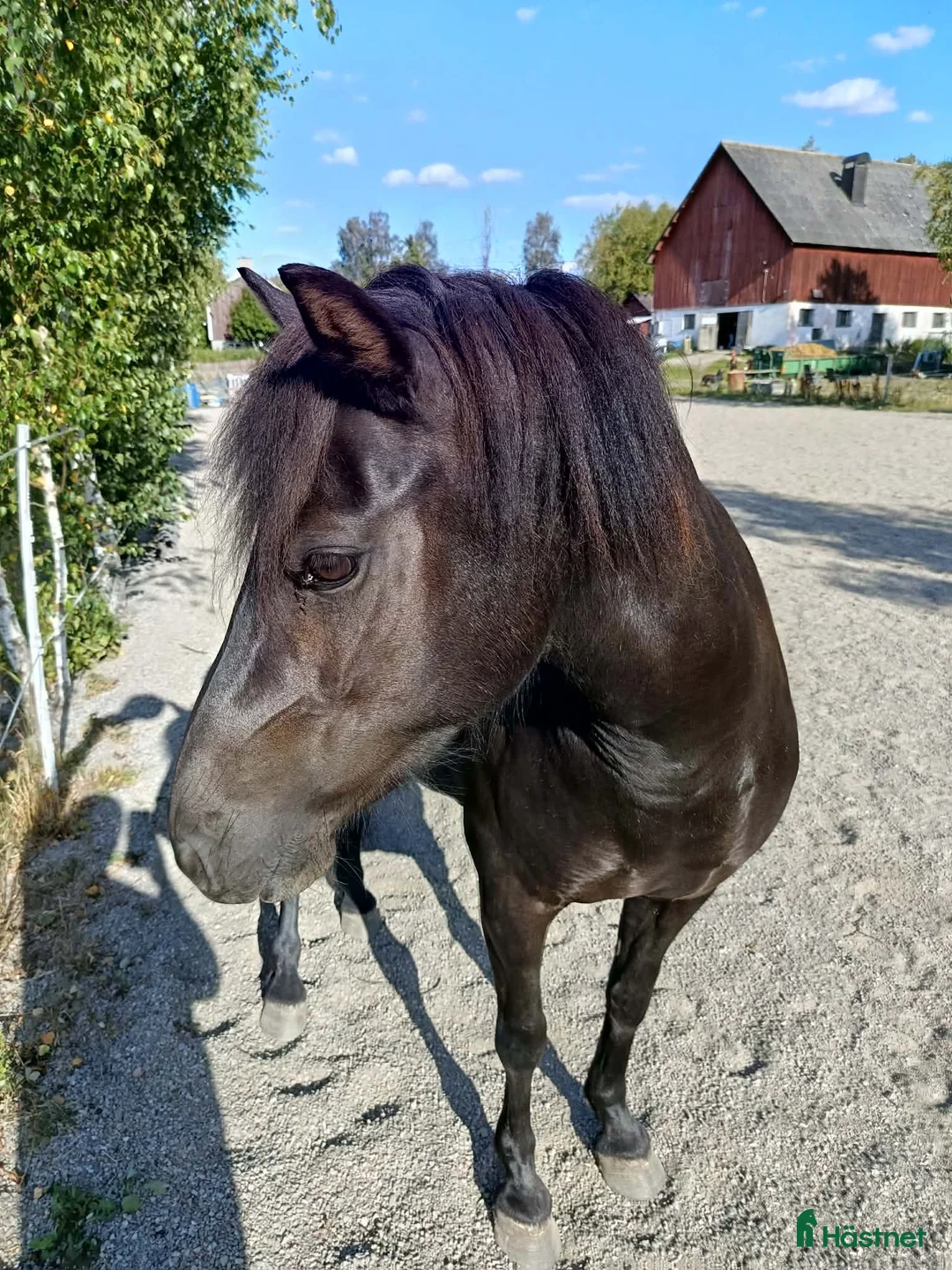 Island hästar till salu: Fint svart Sto - Annons 6