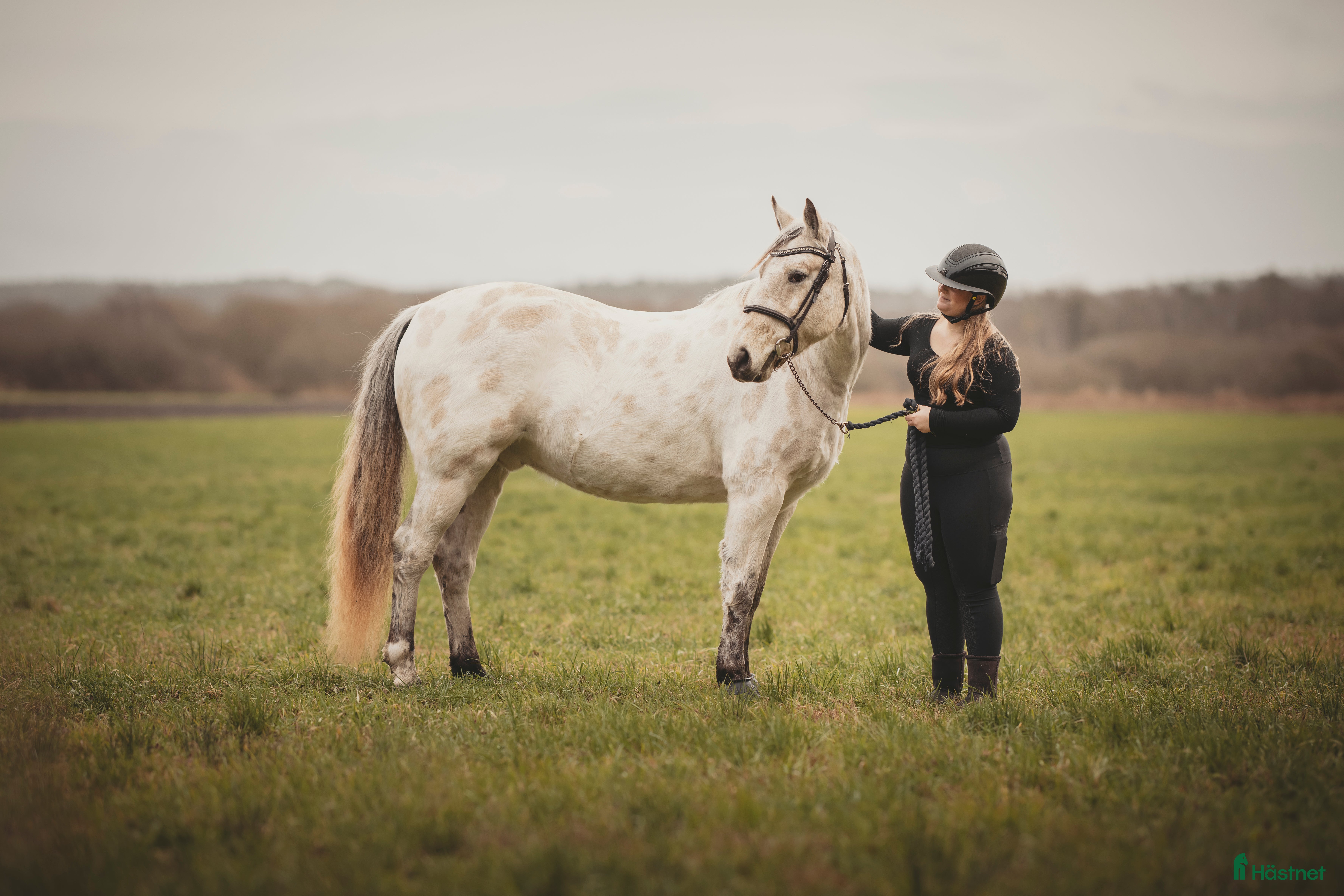  hästar Foderhäst sökes - Annons 12