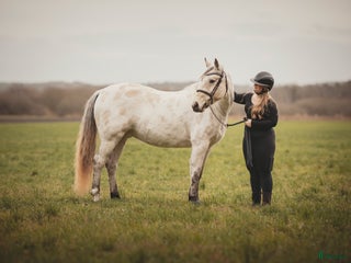 hästar Foderhäst sökes - Annons 12