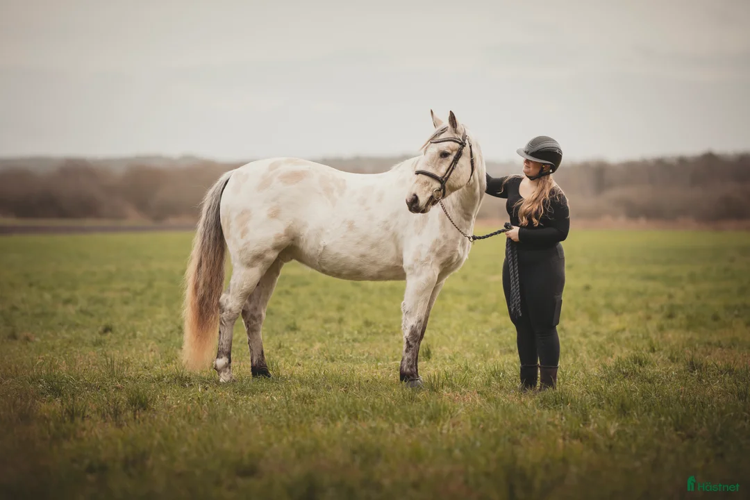 Allround hästar sökes: Foderhäst sökes - Annons 1
