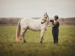 hästar Foderhäst sökes - Annons 21