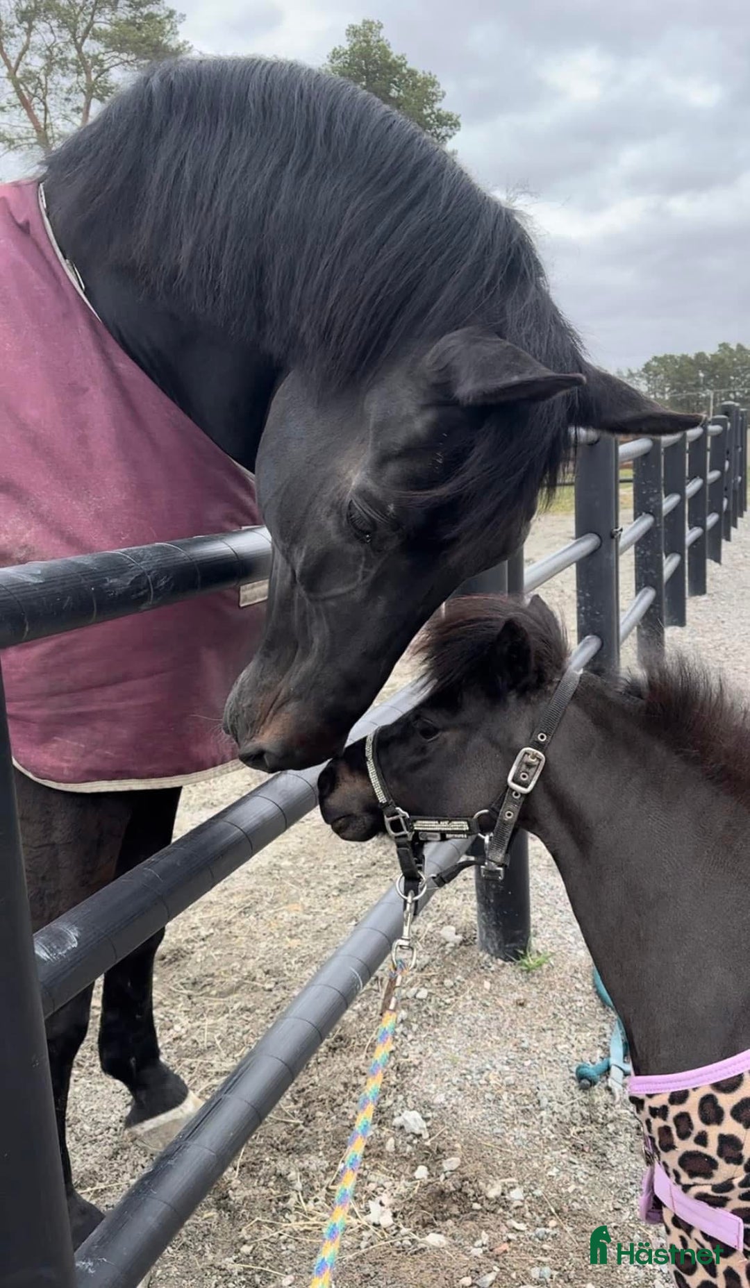 Övrigt hästar till salu: AMHA sto  i Strängnäs - Annons 4