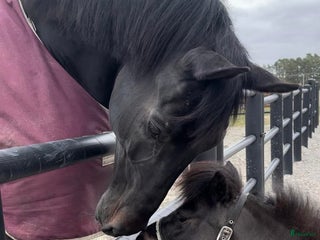 hästar AMHA sto i Strängnäs - Annons 10