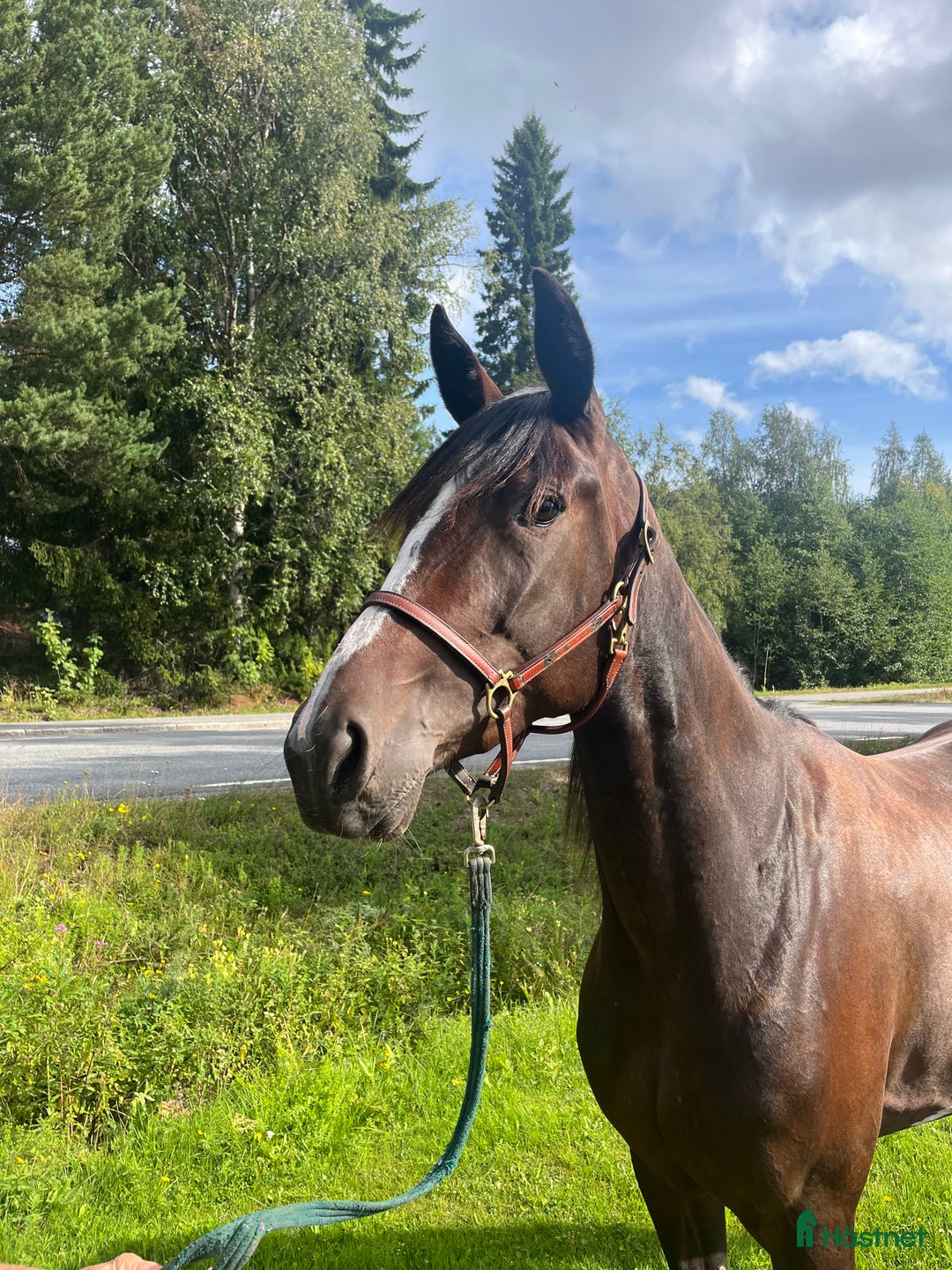 Trav hästar till salu: 5-årigt sto trav i Skellefteå - Annons 2