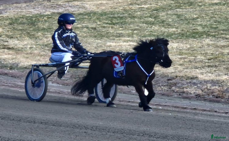  hästar i Karlstad - Annons 1