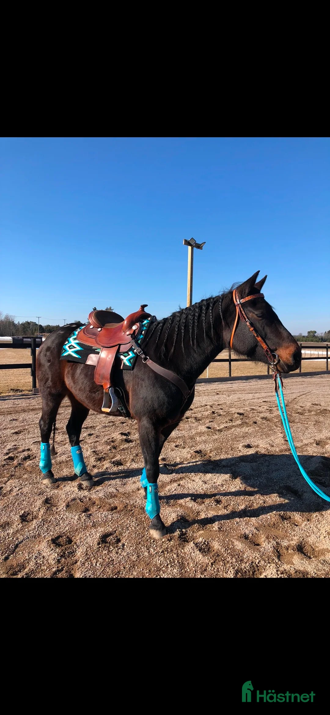 Western hästar till salu: Fodervärd sökes (ev senare köp) i Järlåsa - Annons 2