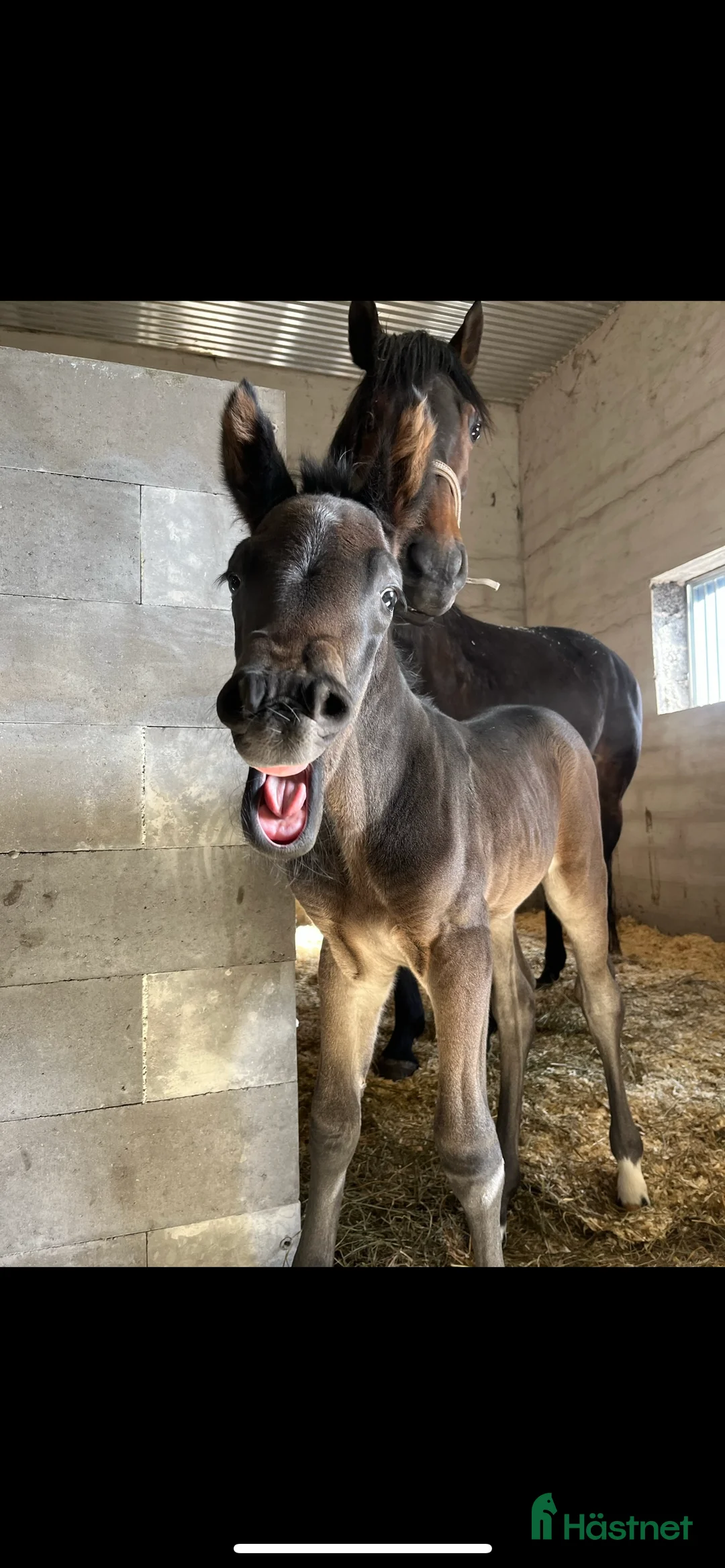 Allround hästar till salu: Snygg och trevlig SWB valack - 22 - Annons 3