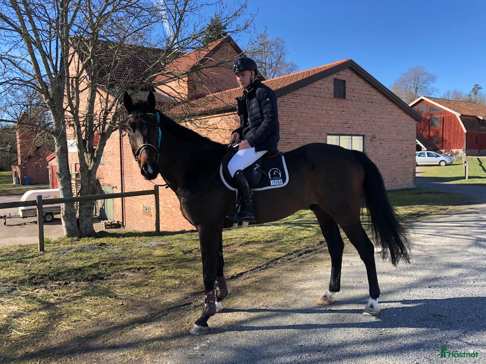 Hoppning hästar till salu: Trevlig häst för de stora klasserna - Annons 2