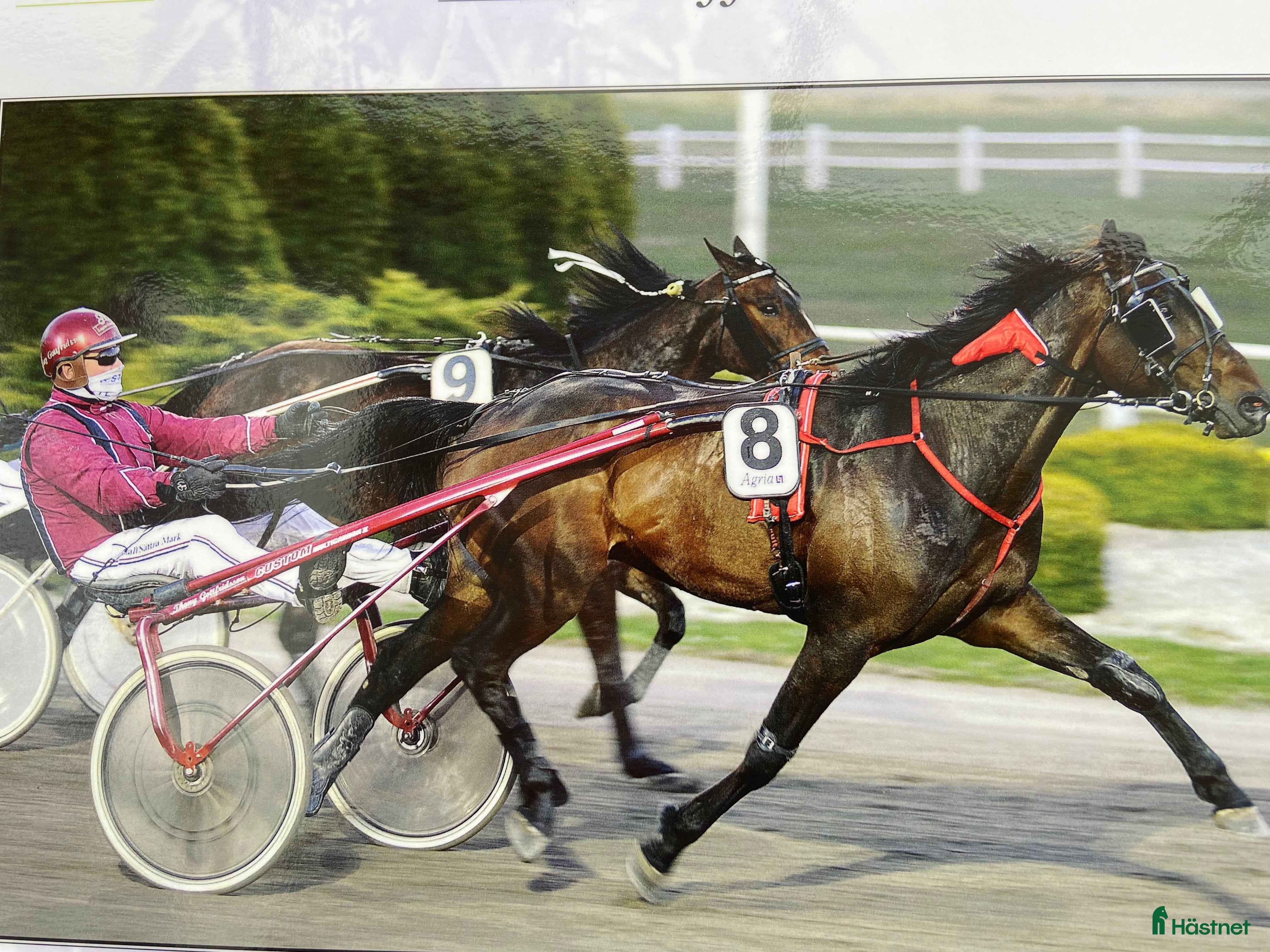  hästar Ridning i Borgholm - Annons 17