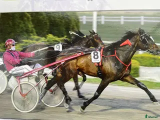 hästar Ridning i Borgholm - Annons 17