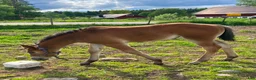 Western hästar till salu: Allround sto som syns i mängden  - Annons 4