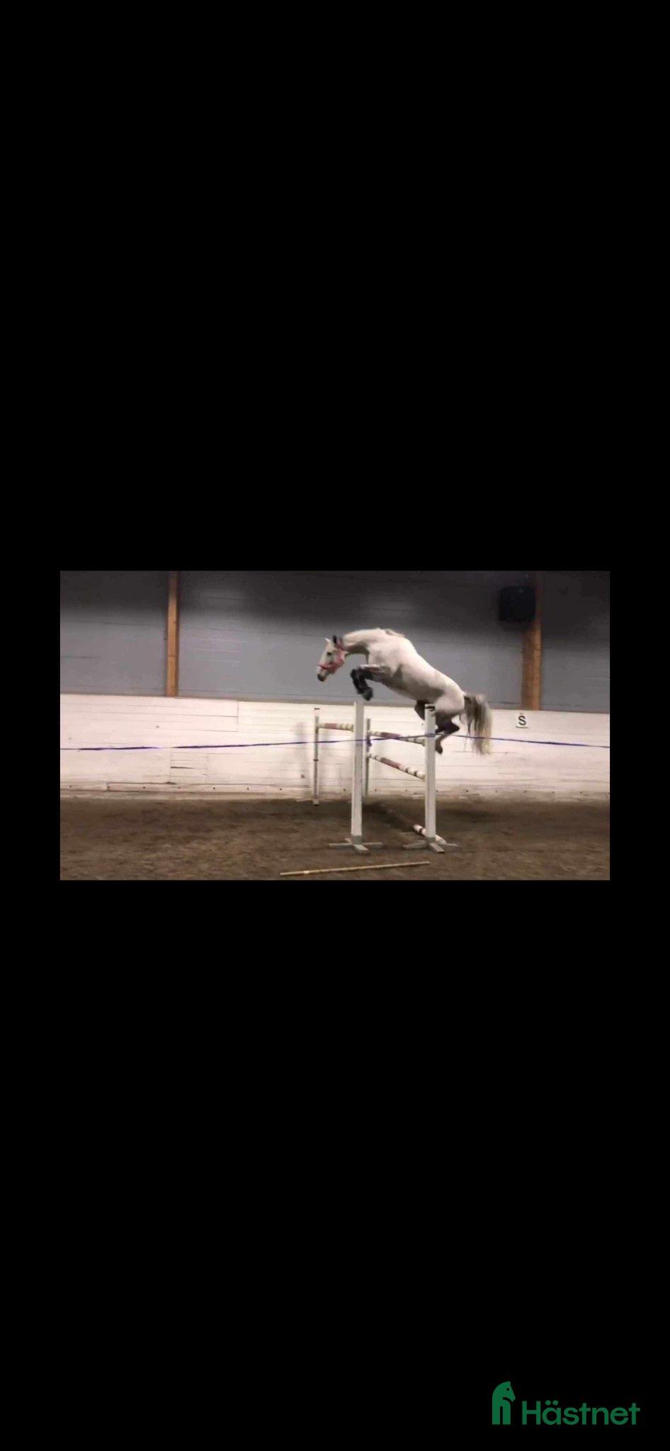  hästar perfekt första storhäst!  - Annons 2