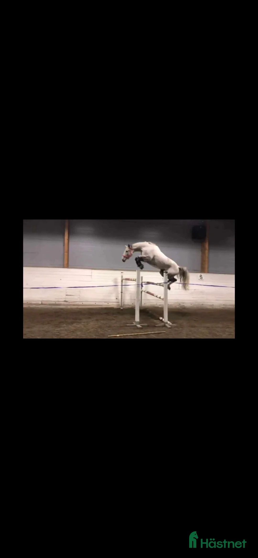 Allround hästar till salu: perfekt första storhäst!  - Annons 2