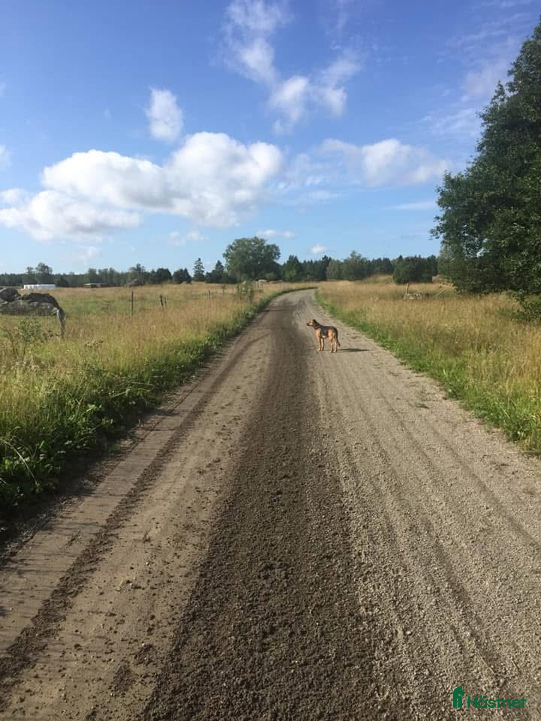  stallplats finnes: Lediga stallplatser  i Uppsala - Bild 5