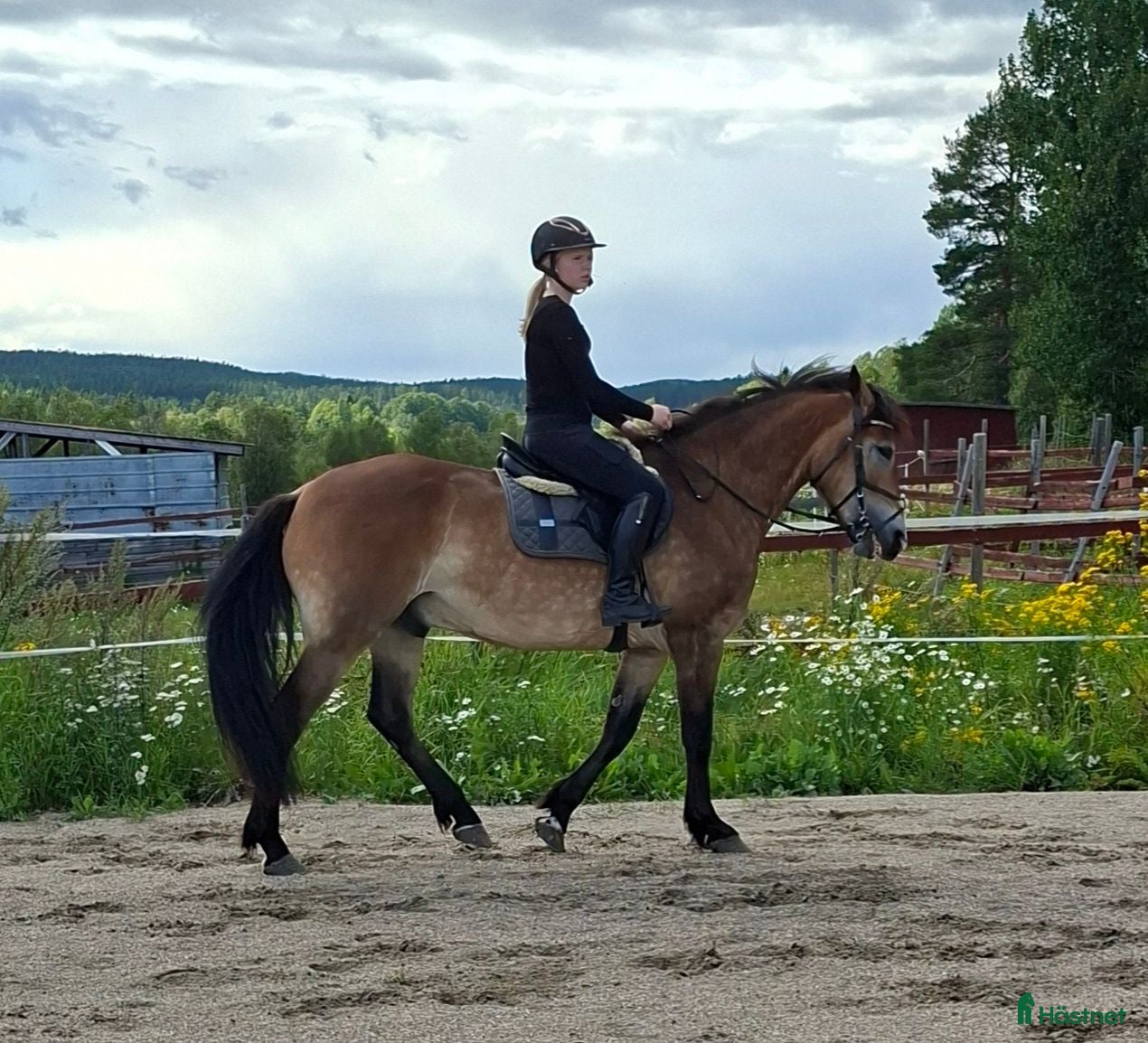  hästar Allround häst - Annons 7