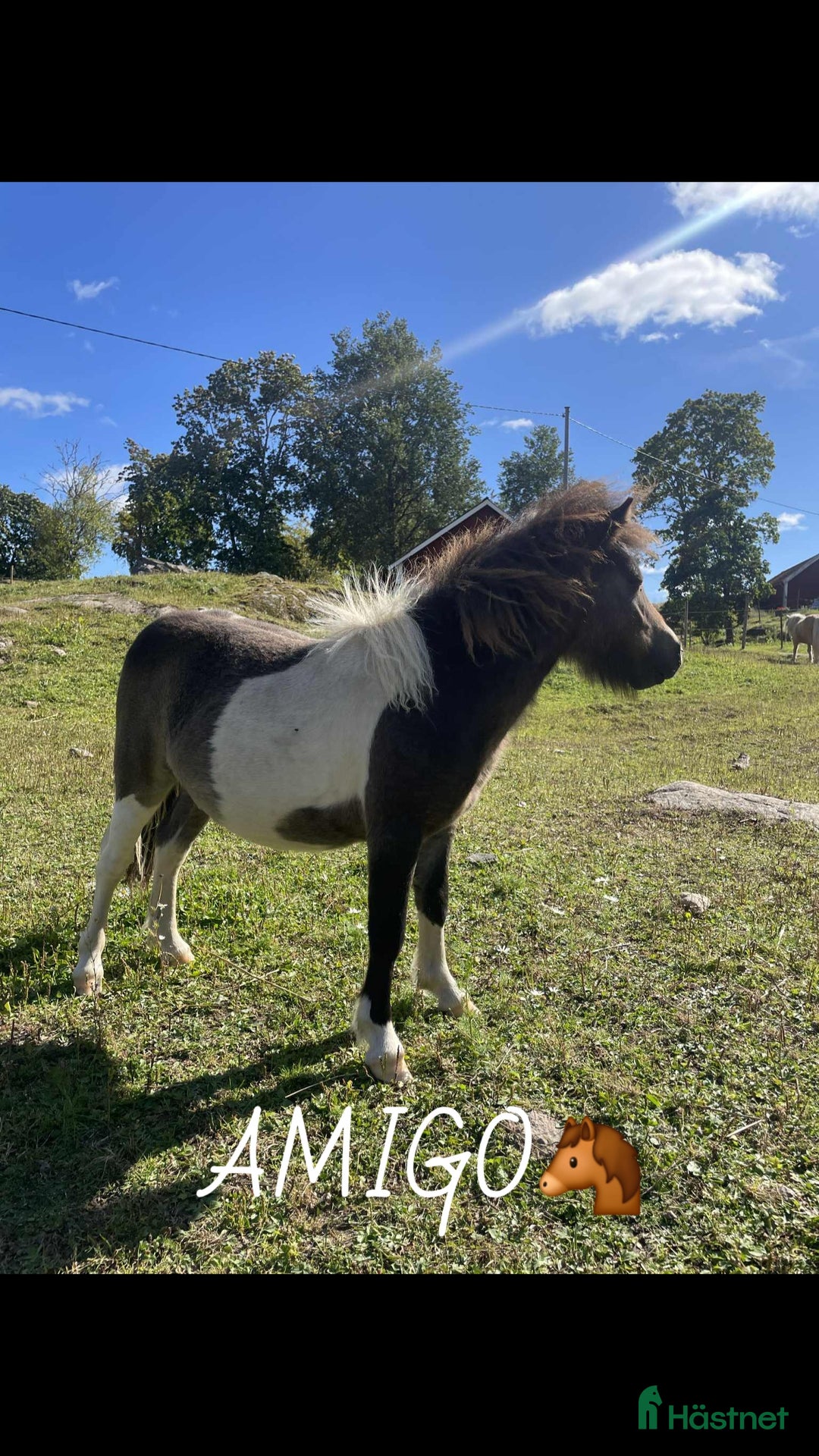 Allround hästar till salu: Shettlands hingstar till salu i Huskvarna - Annons 3