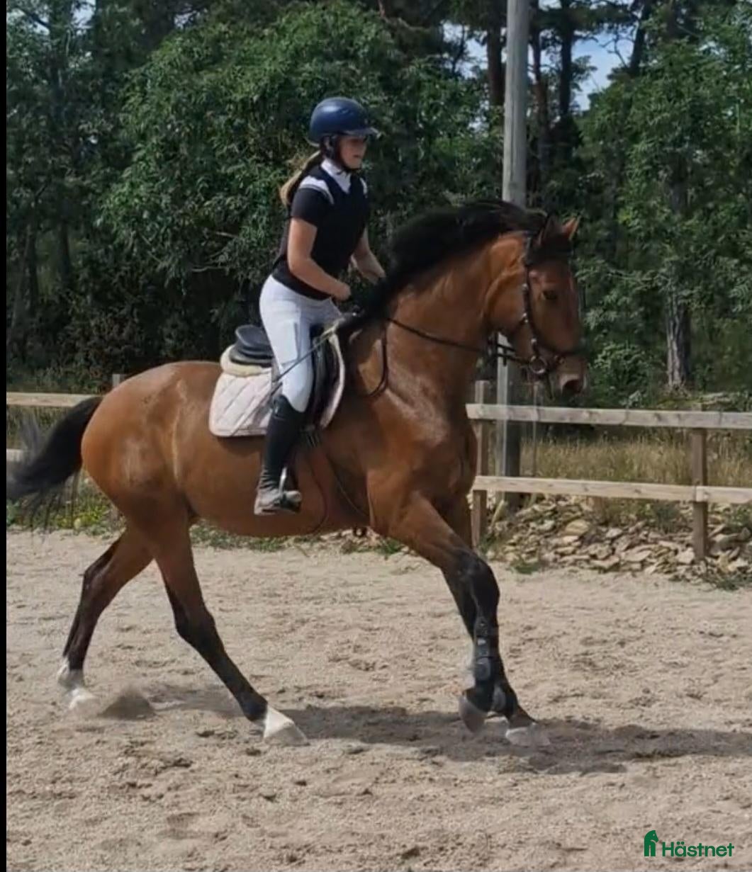  hästar  Lovande 4-årig SWB-valack med fin ridbarhet - Annons 3