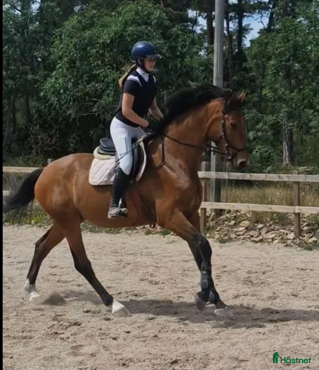 Allround hästar till salu:  Lovande 4-årig SWB-valack med fin ridbarhet - Annons 1