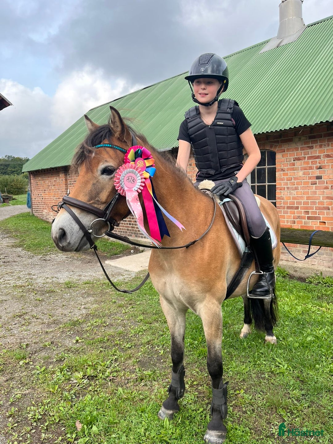  foderhäst sökes: Foderhäst för senare köp i Gualöv - Annons 1