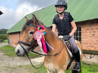 foderhäst Foderhäst för senare köp i Gualöv - Annons 17