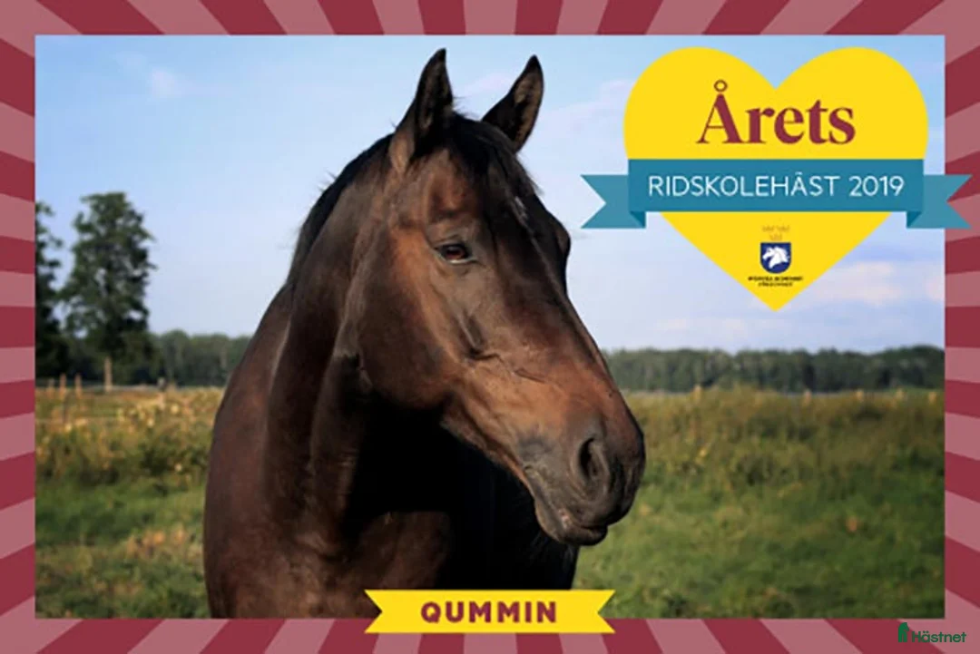 Allround hästar till salu: Qummin i Norrköping - Annons 7