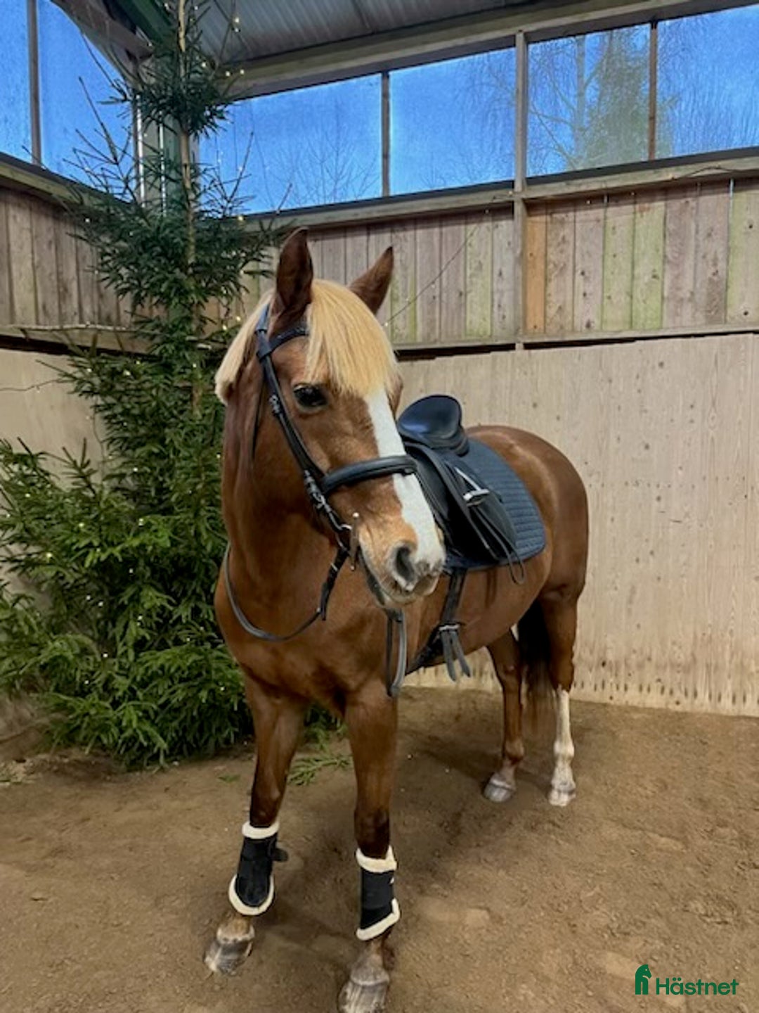 Allround hästar till salu: Trevlig och charmig allroundhäst söker tryggt hem i Jönköping - Annons 1