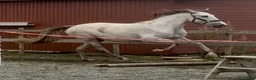 Avelshästar hästar till salu: 9 år P.R.E hoppe 168 cm, 4 føll - Annons 13